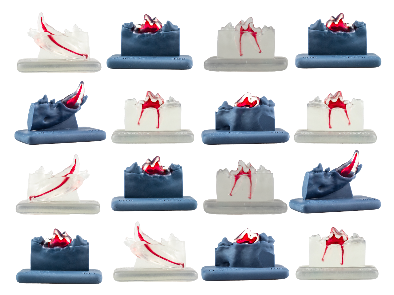 A set of 9 transparent endodontic training teeth by GAIA, showcasing different root anatomies and pulp chamber variations, from single-root to multi-root structures with progressive difficulty.