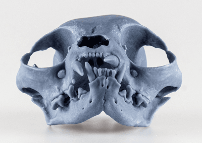 Orthodontic training