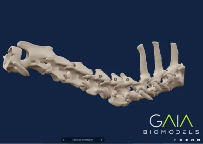 vr anatomical models