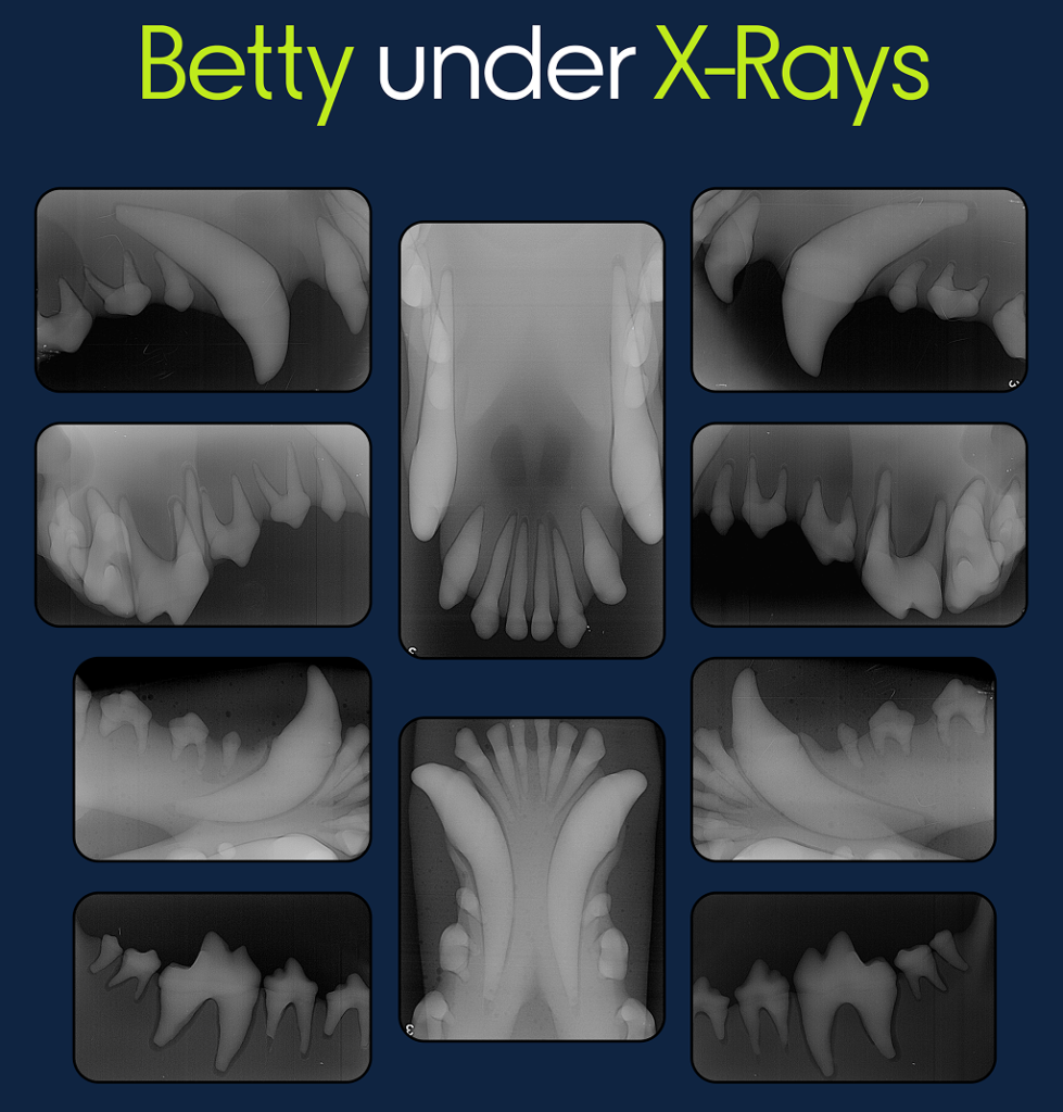 Betty XRay poster BLUE