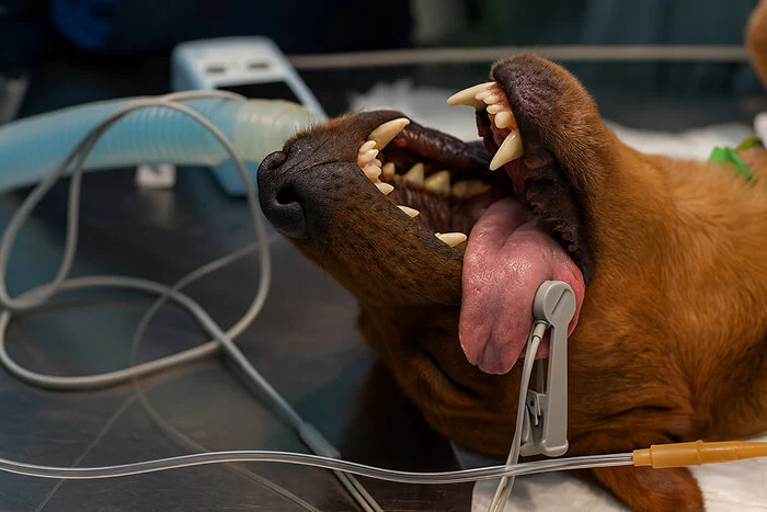 xRay patient dog